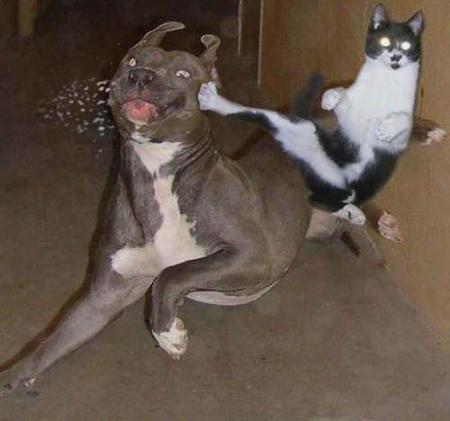 snoop dogg feat cat women